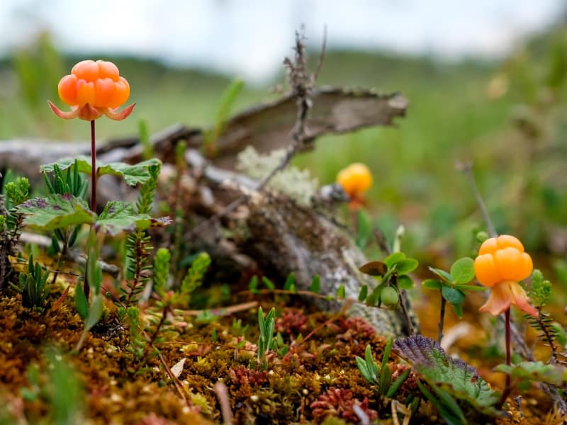 Hjortron Naturkosmetik