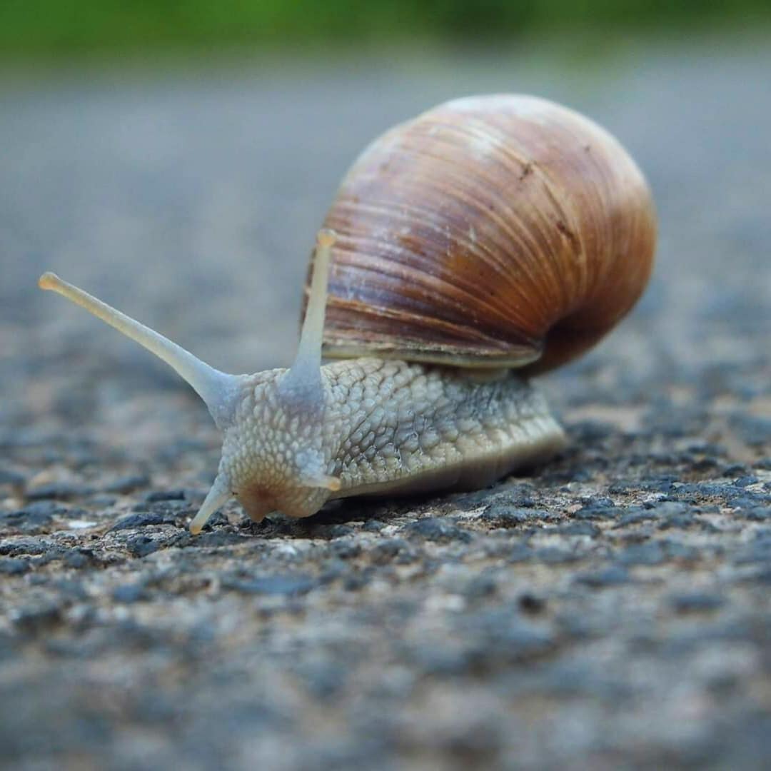 Jasmin Erfolg mit Normalgewicht - Bild von Weinbergschnecke