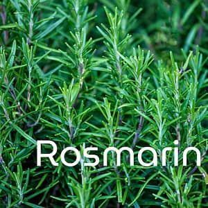 Rosmarin Pflanze mit Schriftzug