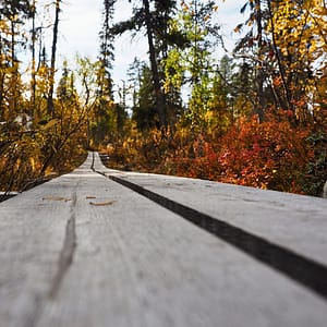 Beitragsbild Erste Schritte mit LCHF Holzsteg durch den Muddos Nationalpark