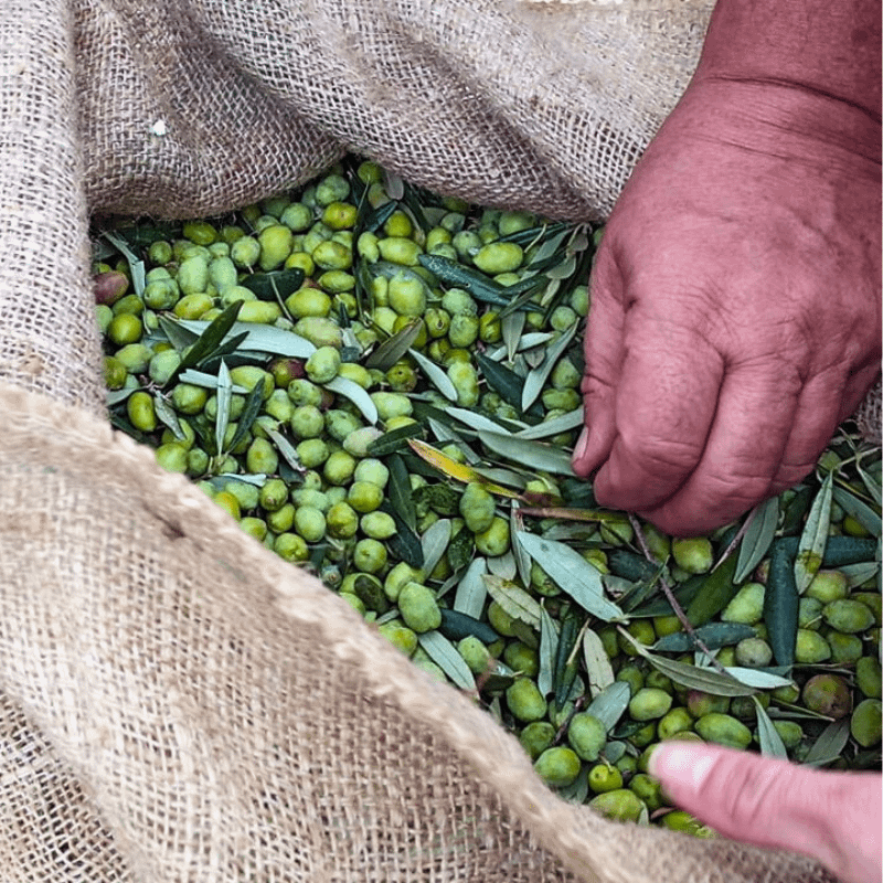 Gesundheitliche Aspekte - Oliven werden nach der Ernte von Hand aussortiert