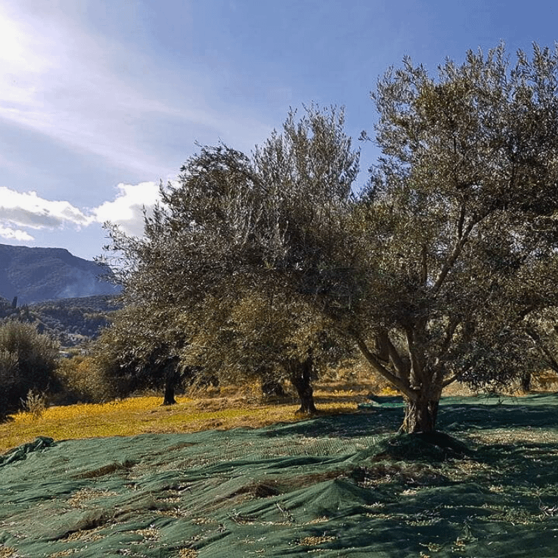 Ein wunderschöner Olivenbaum in einem wunderschönen Olivenhain