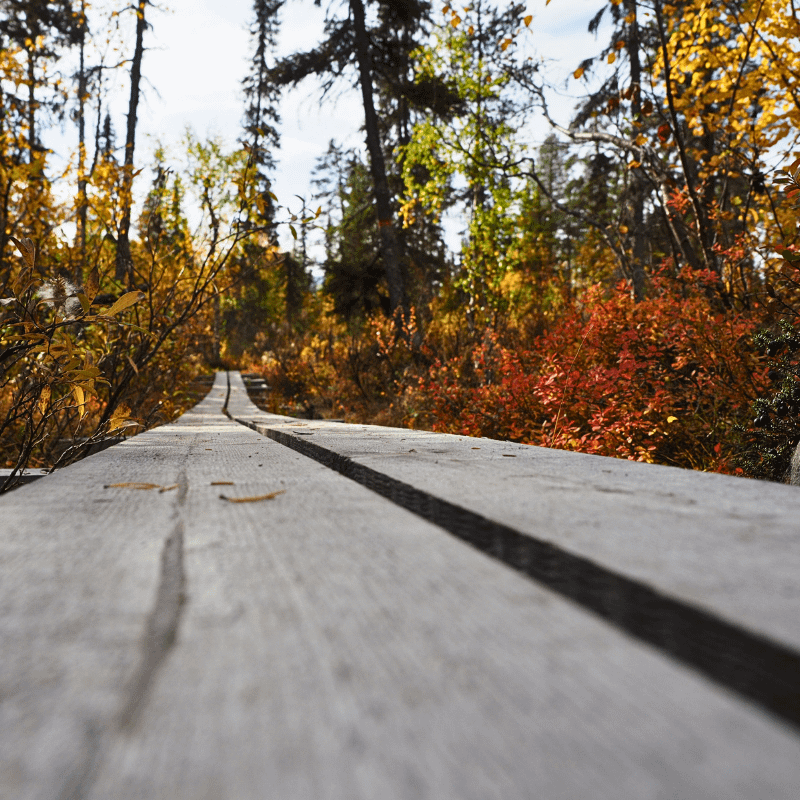 Erste Schritte mit LCHF - Holzweg durch den Muddos Nationalpark Lappland