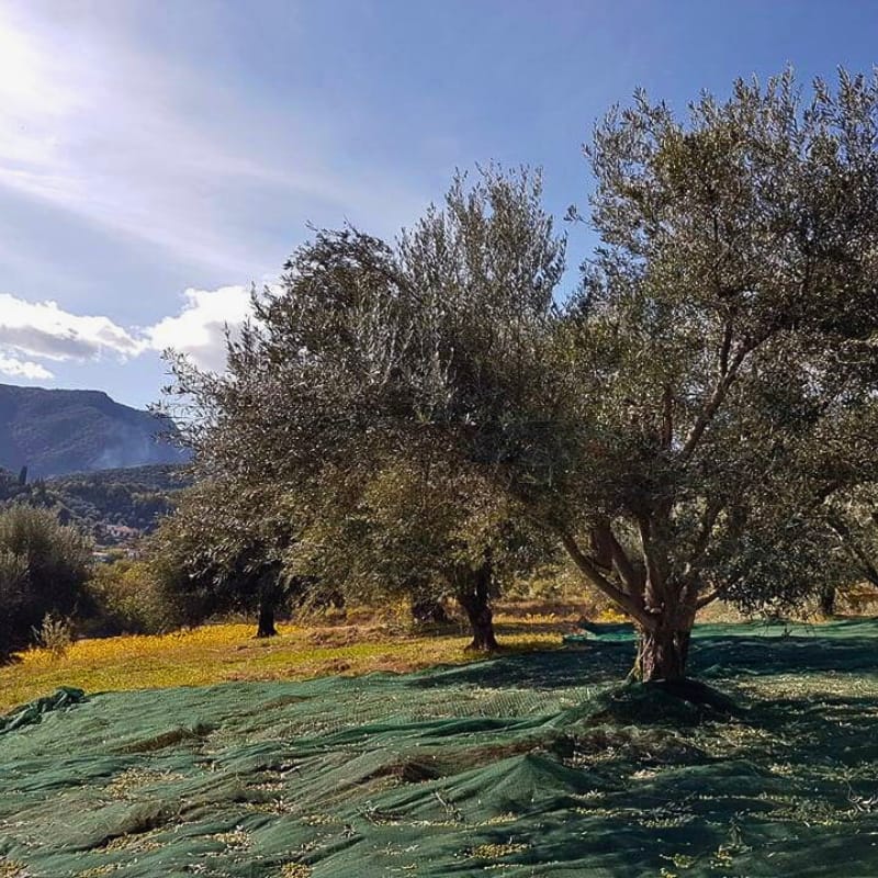 Ein wunderschöner Olivenbaum in einem wunderschönen Olivenhain